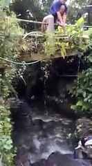 CHANNA_LIMBATA_TERBABON__#shorts(360p)