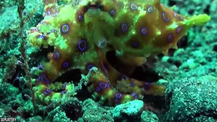 15 Most Dangerous Animals In Australia