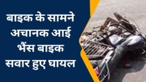 हमीरपुर: तेज रफ्तार बाइक की टक्कर से भैंस की मौत, बाइक सवारों के टूटे अंग अंग
