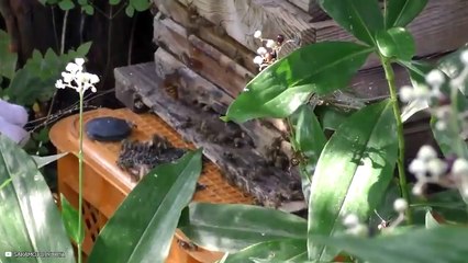 15 Insane Moments Of Predators Being Killed