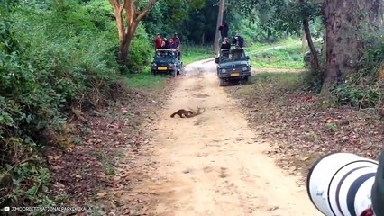 15 Epic And Deadliest Hunts By Wild Animals