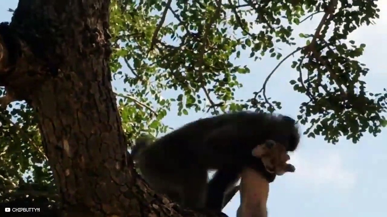 15 Times Baboons And Lions Take The Stage