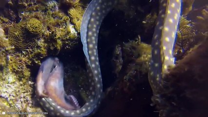 Horrific Moments Of Predators Taking Their Prey Down