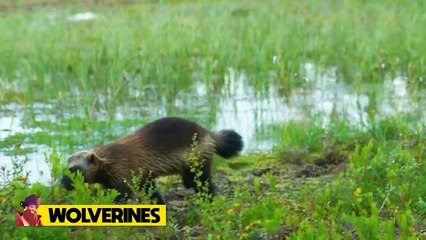 ( Delete ) 15 Insane Animal Battles Recorded On Camera