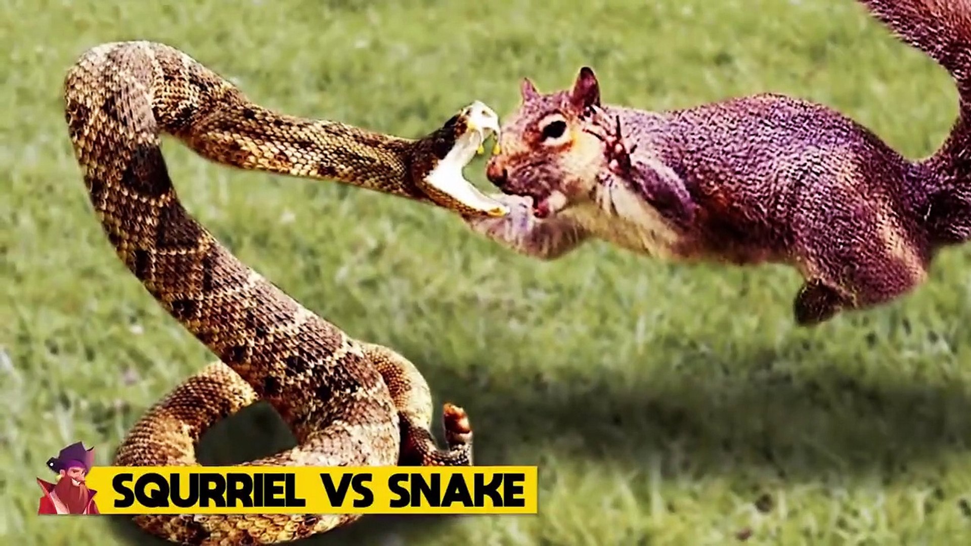 15 Times Animals Messed With the Wrong Opponent #3 - video Dailymotion