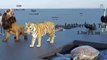 Animal Size Comparison| 3D Animation Comparison | Real Scale Comparison