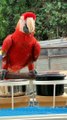 Red Macaw Talking Parrot