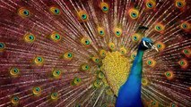 Peacock sound, peacock dance, peacock call.