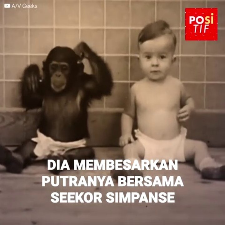 DIA MEMBESARKAN ANAKNYA BERSAMA SEEKOR SIMPANSE UNTUK EKSPERIMEN