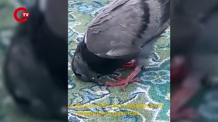 Mekke'de ibretlik görüntü: Güvercin cemaatle birlikte secdeye gitti