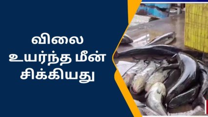 ராமநாதபுரம்: விலை உயர்ந்த கடவுறால் மீன் சிக்கியதால் மகிழ்ச்சி.!