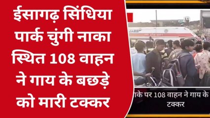 अशोकनगर: बछड़े को एंबुलेंस ने मारी टक्कर,हुई मौत,बजरंग दल कार्यकर्ताओं ने कार्यवाही की रखी मांग