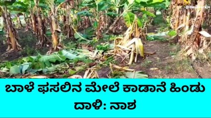 ಗುಂಡ್ಲುಪೇಟೆ; ಬಾಳೆ ಫಸಲಿನ ಮೇಲೆ ಕಾಡಾನೆ ಹಿಂಡು ದಾಳಿ
