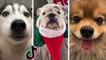 Best Dog Videos of the Week from TikTok #2 | HaHa Animals
