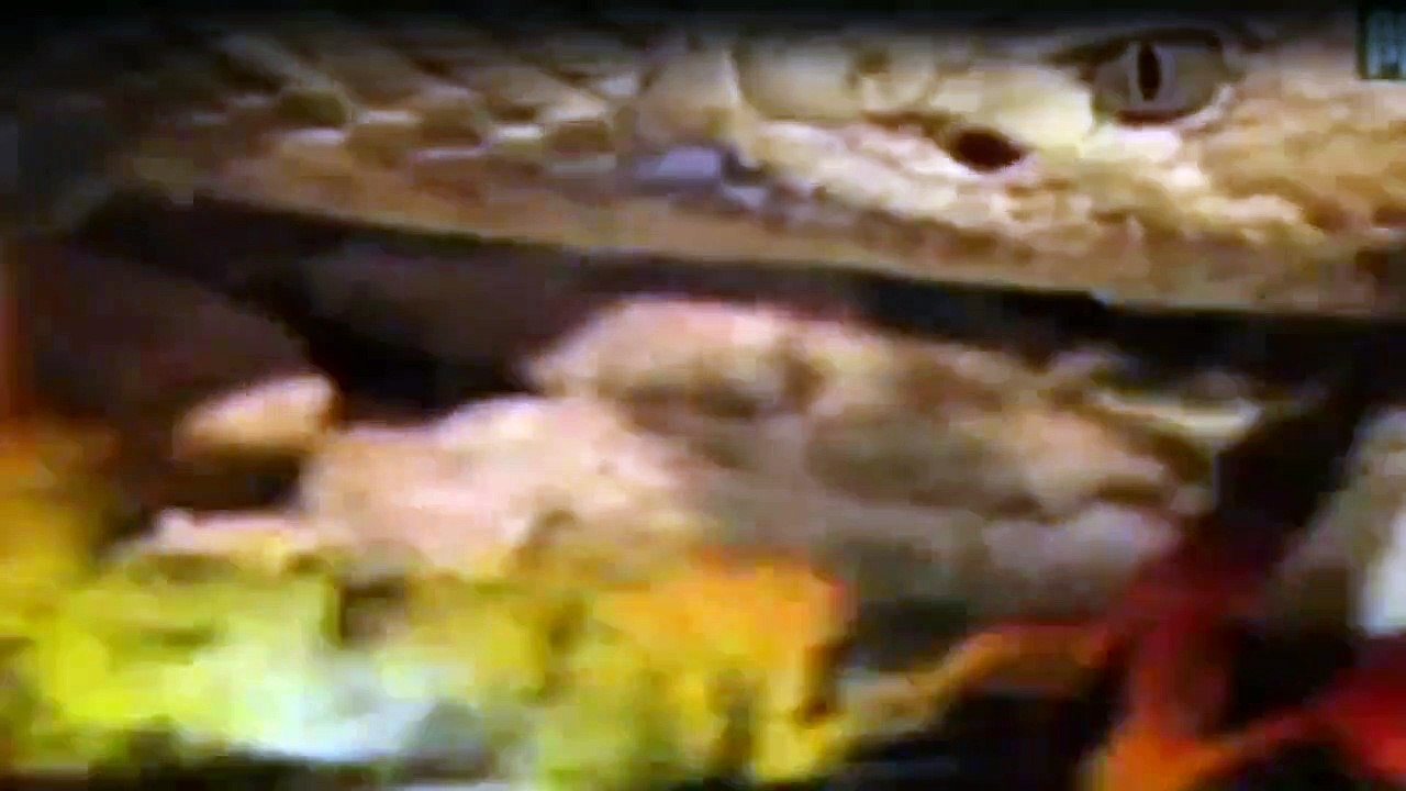 Crocodile Hunter Staffel 1 Folge 4 HD Deutsch