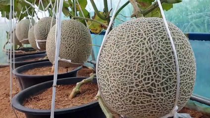 Melon Harvest 2021 | Cara menanam melon