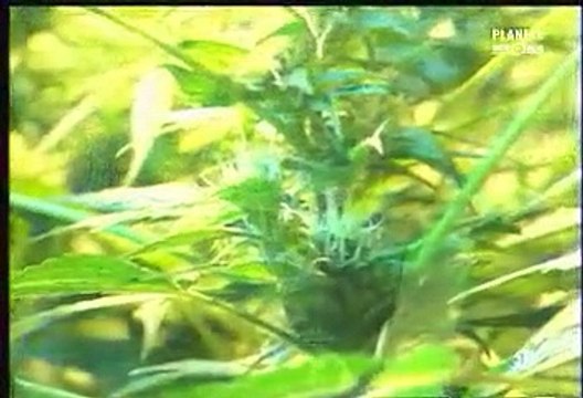 Cannabis - une plante entre le bien et le mal