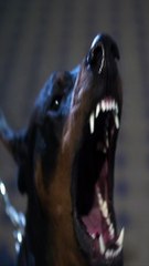 تعمل ايه لو هجم عليك كلب؟؟