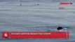 Konyaaltı sahilinde Akdeniz foku sürprizi