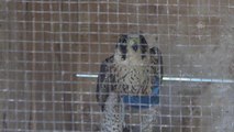 Antalya Doğal Yaşam Parkı'nda bu yıl bin yaban hayvanı tedavi edildi