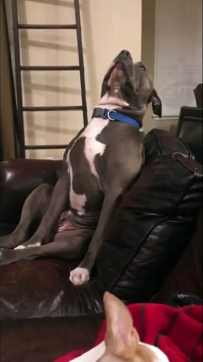 Exhausted pit bull tries so hard to fight off sleep