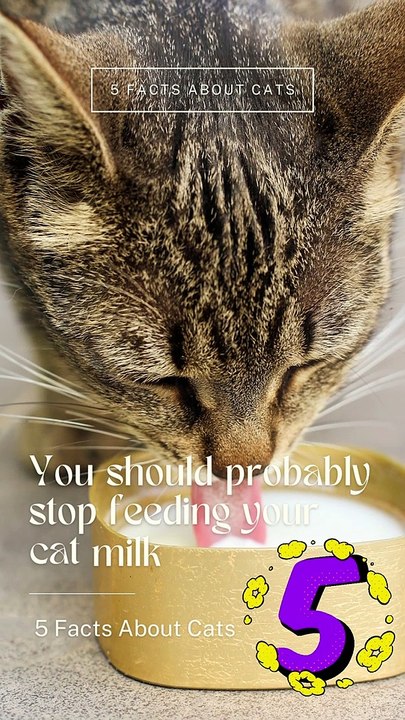 5 Facts About Cats That You Should Read Right Meow 5