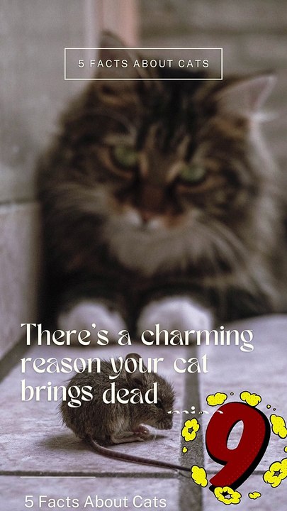 5 Facts About Cats That You Should Read Right Meow 9