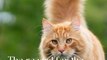 5 Facts About Cats That You Should Read Right Meow 3
