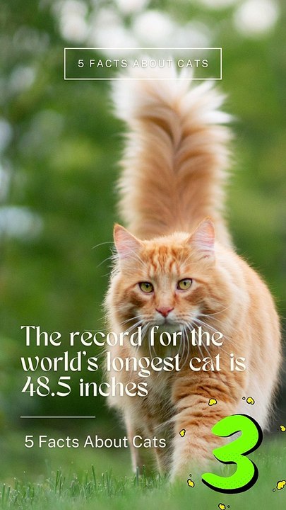 5 Facts About Cats That You Should Read Right Meow 3