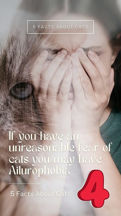 5 Facts About Cats That You Should Read Right Meow 4 #short