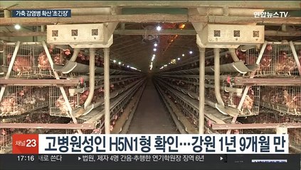 강원에서도 고병원성 조류독감…겨울철 가축 방역 비상