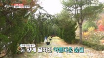 [HOT] Beautiful forest in front of you  Mureungdowon with mountains and rivers ️,생방송 오늘 저녁 22111