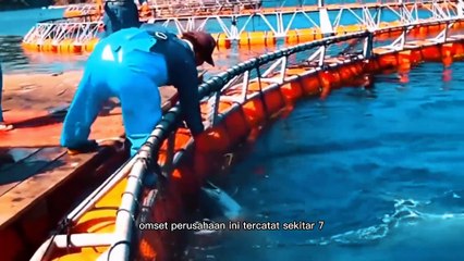 MEGA PROYEK TAMBAK TERBESAR DI DUNIA