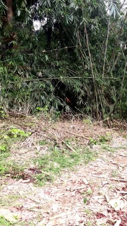 Cek kebun