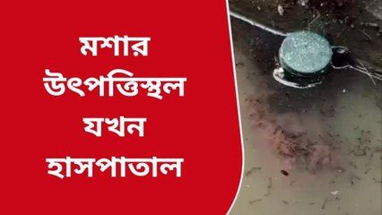 হুগলি: ডেঙ্গি ছড়াতে তৎপর প্রশাসন ! হাসপাতালে তৈরি হচ্ছে মশার লার্ভা