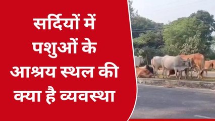 सीतापुर: पशुओं के लिए आश्रय स्थल सर्दियों में क्या है व्यवस्था, जानिए जनता की राय