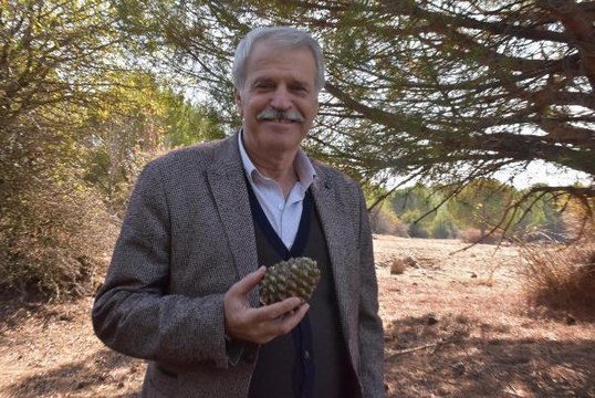 ÇAM FISTIĞI HASADI BAŞLADI, KİLOGRAM FİYATI ALTINLA YARIŞIYOR