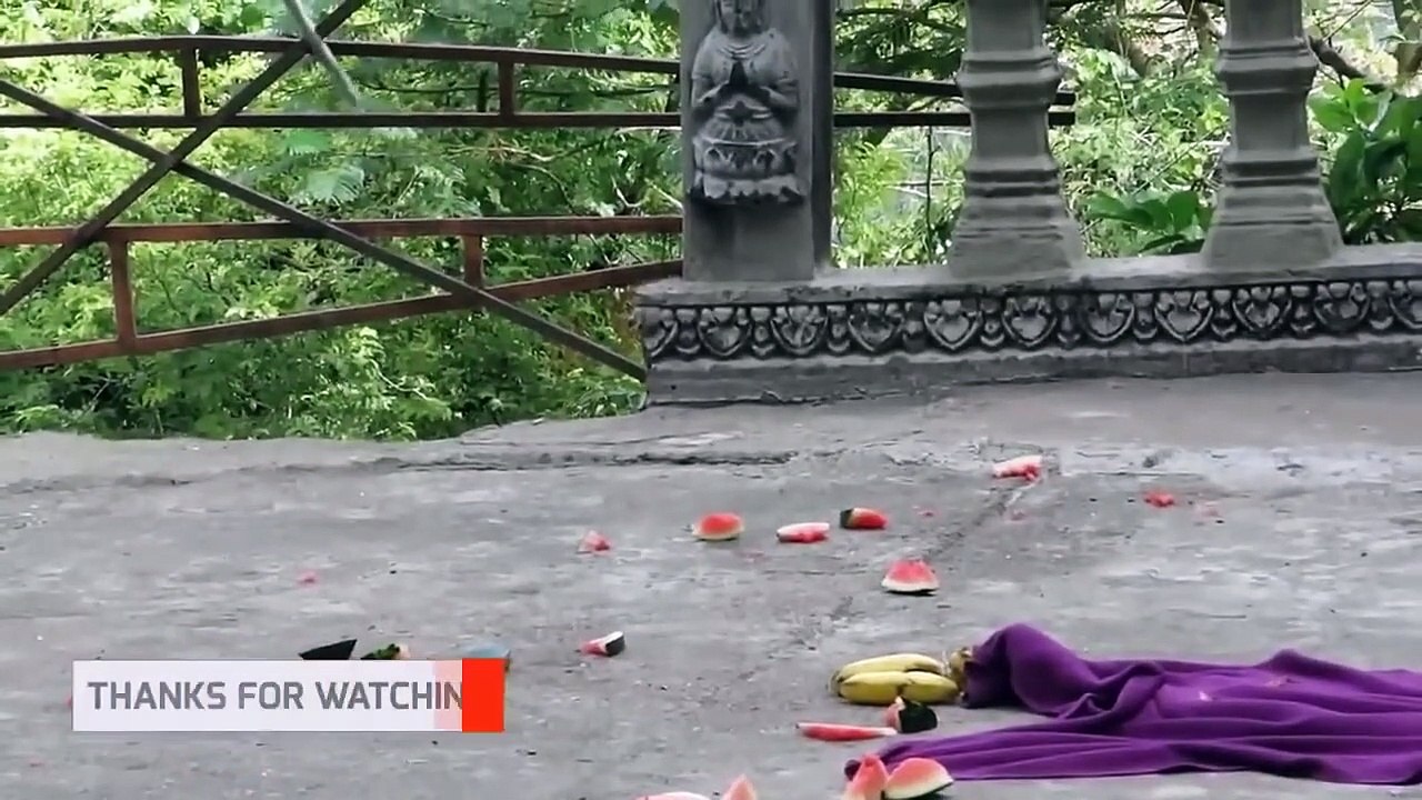 Fake Snake Prank Monkeys Very Funny 2020 - Monkeys Surprise Of Fake Snake