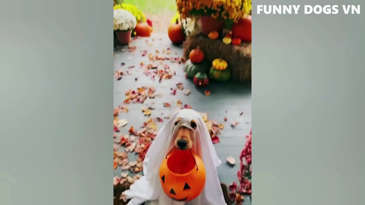 Funniest Animals Video  Funny Dogs And Cats  Try Not To Laugh Animals 2022_1080p (2)