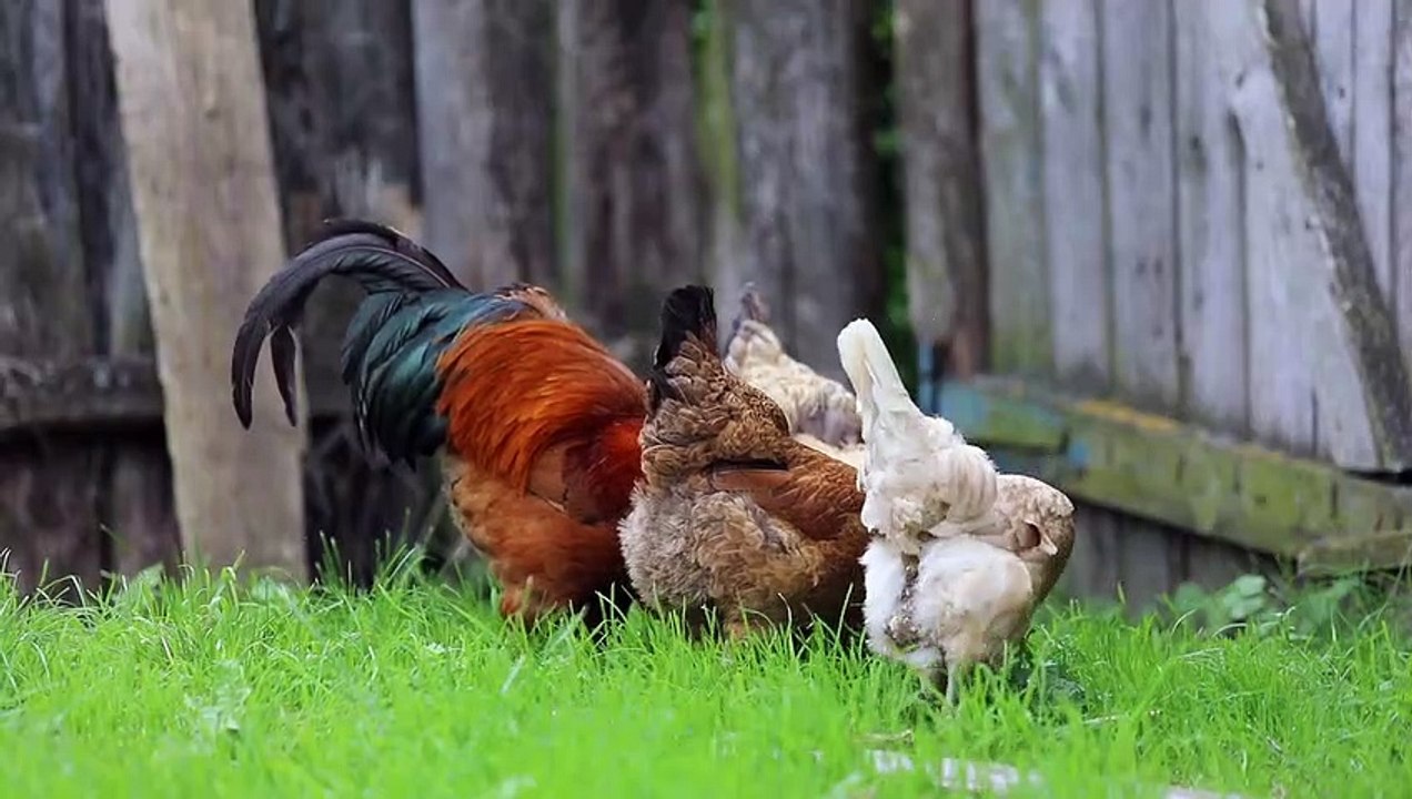 cock life story