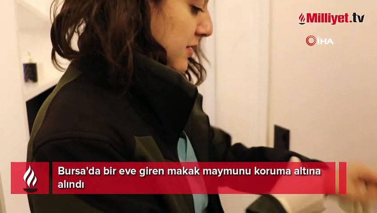 Bursa'da bir eve giren makak maymunu koruma altına alındı