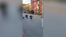 Flock of turkeys spotted intimidating passersby ahead of Thanksgiving