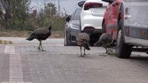Bandırma sokaklarında tavus kuşları geziyor