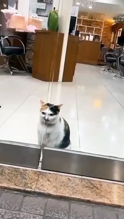 Video Funny 429
