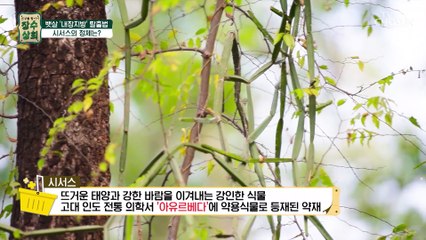 탄수화물 억제와 내장지방 탈출을 돕는 약재 ✦시서스✦ TV CHOSUN 20221116 방송