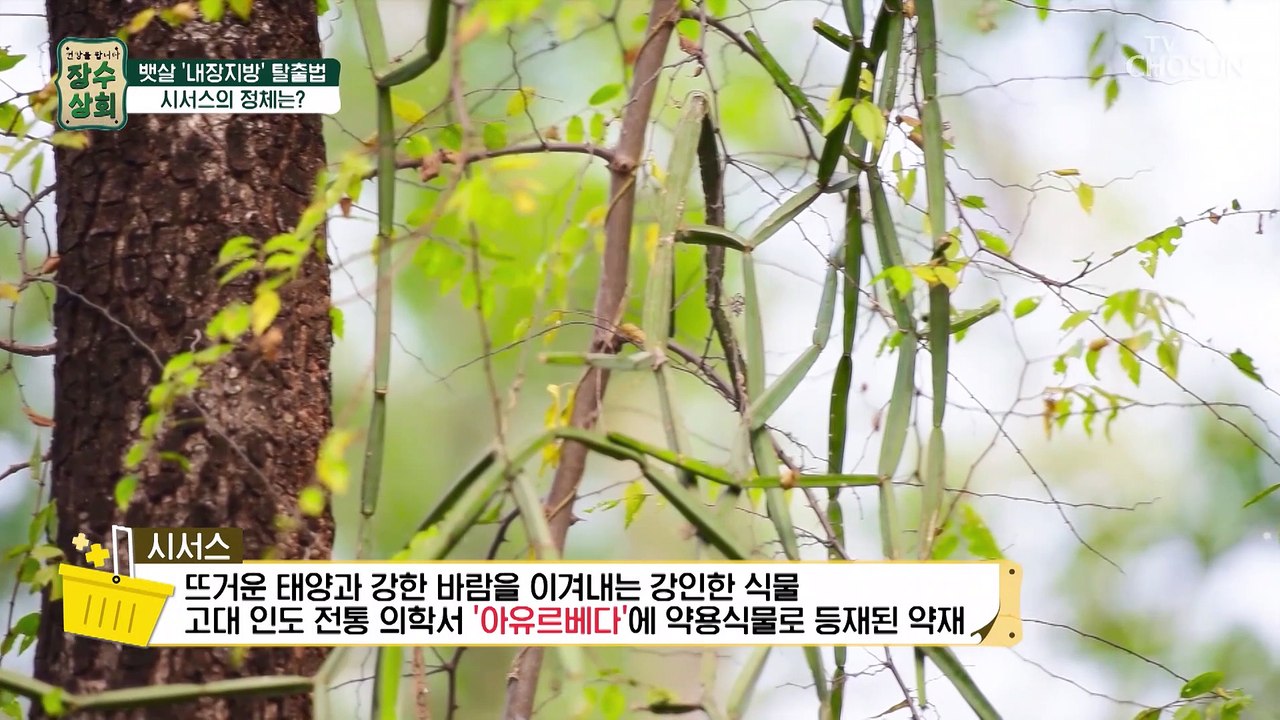탄수화물 억제와 내장지방 탈출을 돕는 약재 ✦시서스✦ TV CHOSUN 2022111...