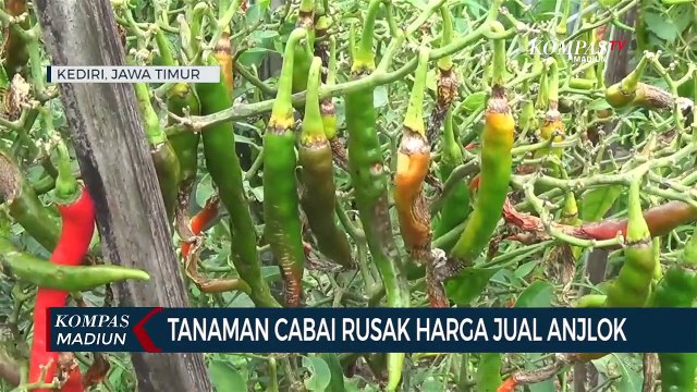 Tanaman Cabai Rusak Harga Jual Anjlok
