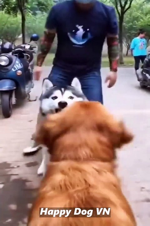 Funniest Videos 2022  Cute Cats and Funny Dogs  #24