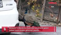 Bu tavus kuşları sokakta geziyor