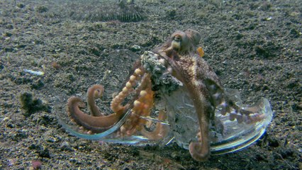 Environnement : des pieuvres surprises à utiliser des déchets pour s'abriter dans l'océan